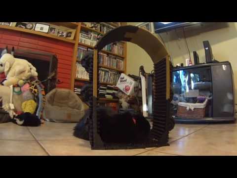 Jewel playing in the Cat-a-Comb