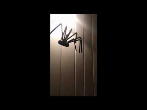 Jumping Halloween Spider