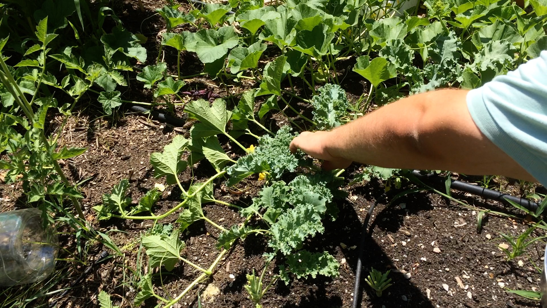 Kale harvest1.jpg
