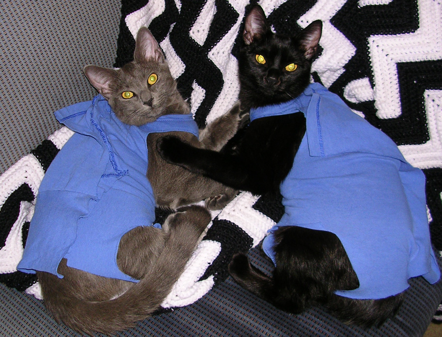 Kitties+Jackets.jpg