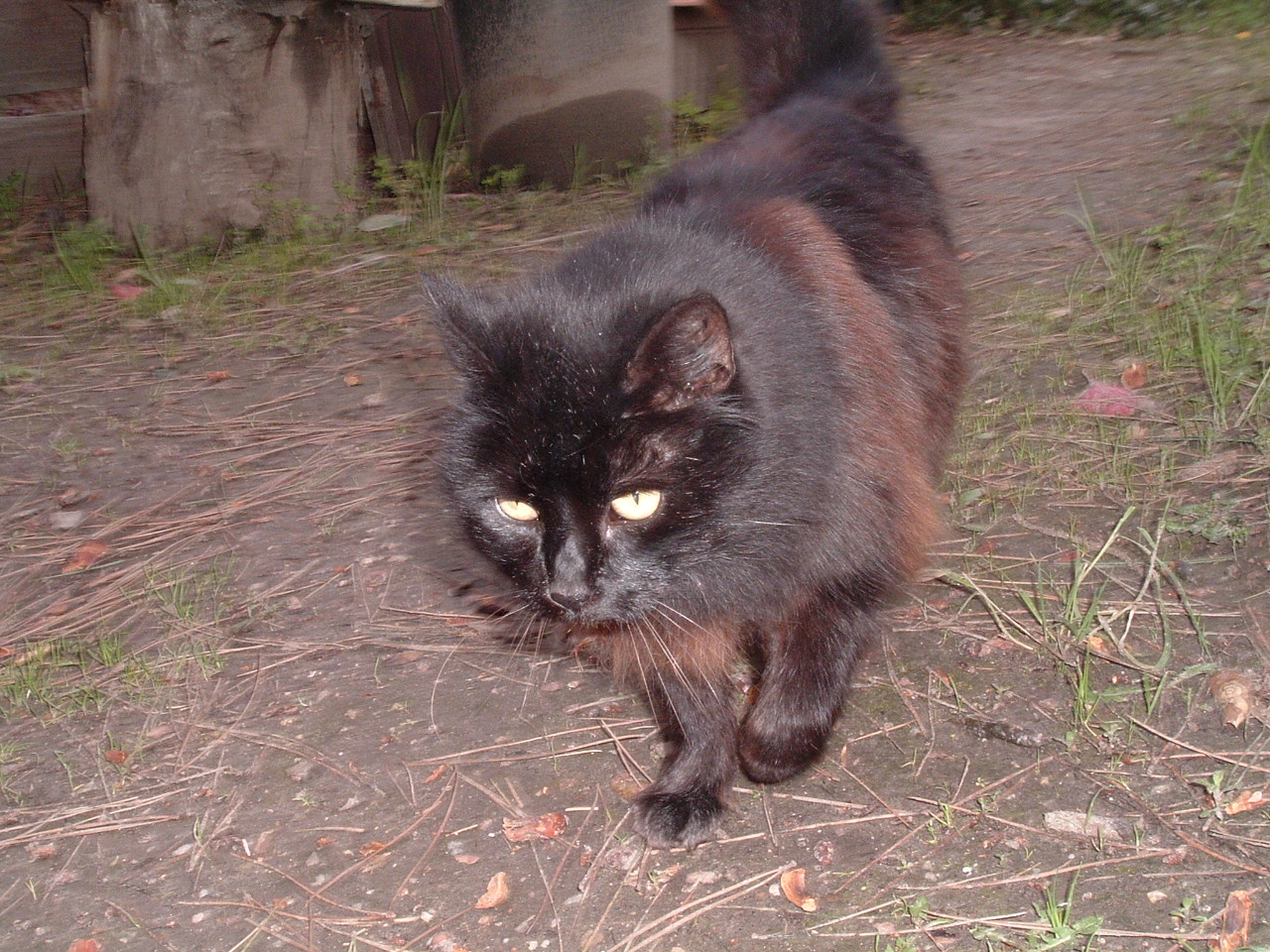 Kitty-2006.JPG
