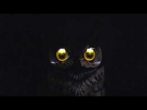 LED Owl Eyes with Fade Out Blinking