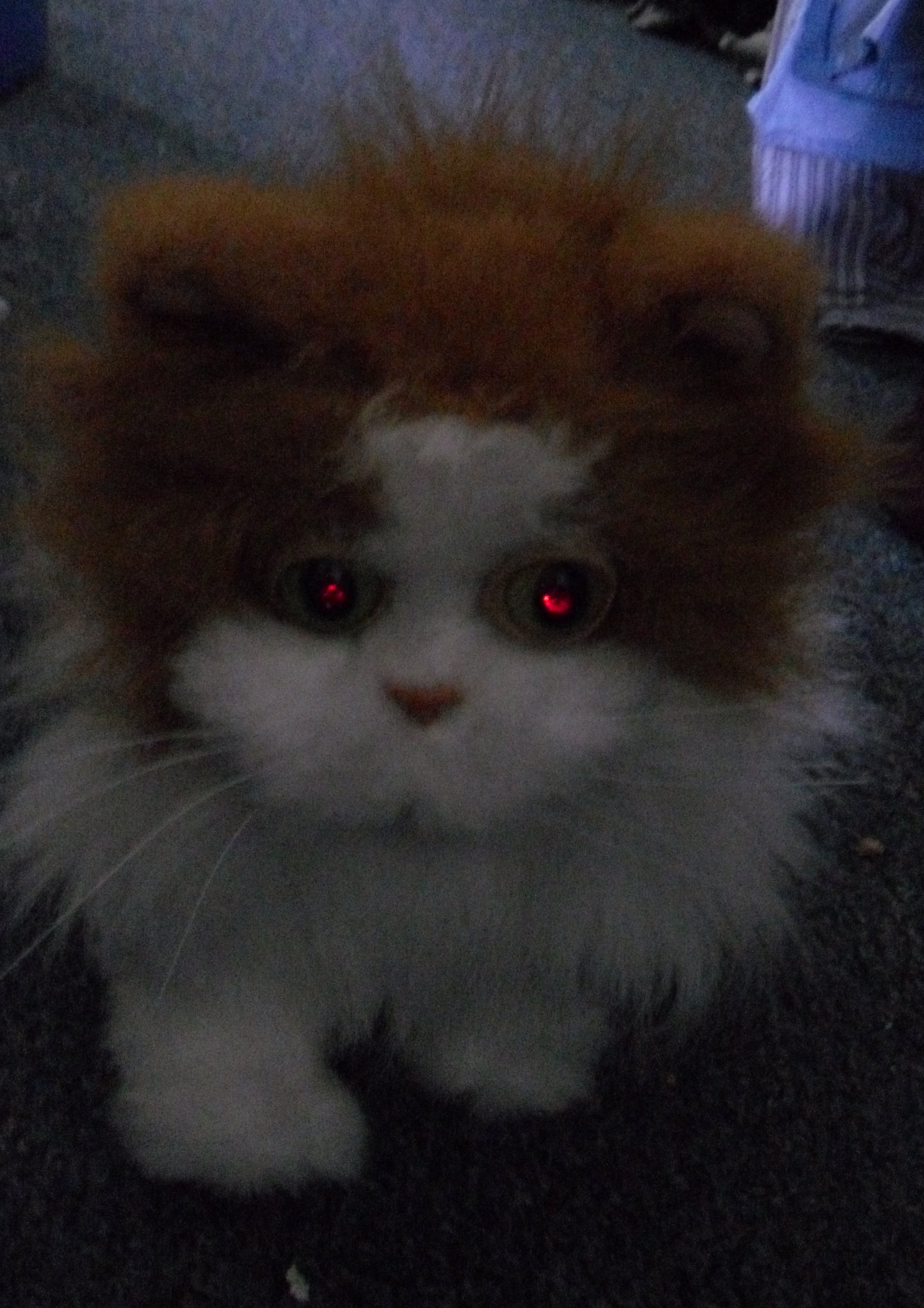 LaserCat_0039.JPG