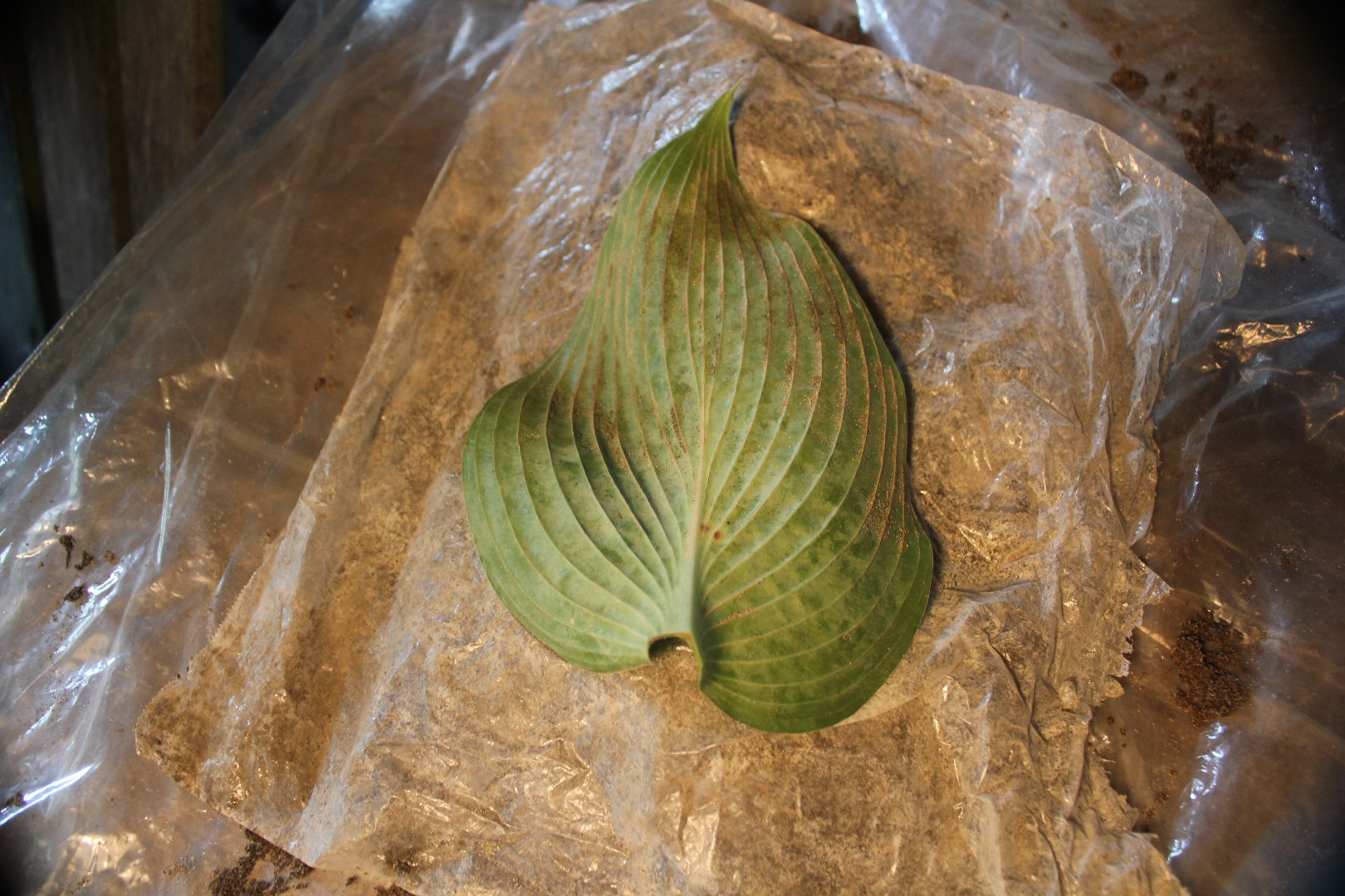 Leaf Cating 002.jpg