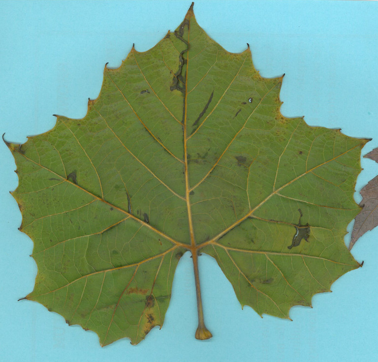 Leaf1.jpg