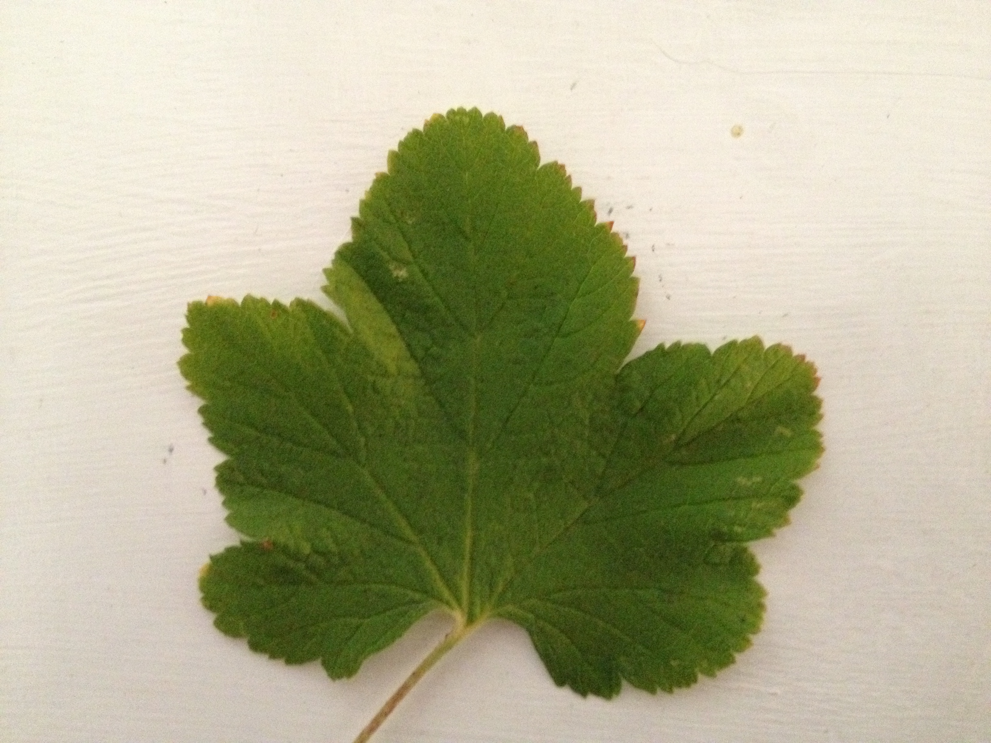 Leaf1.jpg