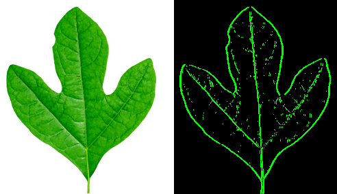 LeafBeforeAfter.png