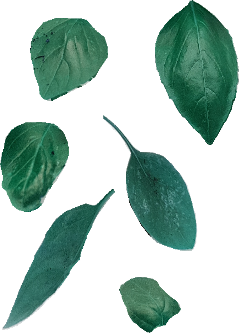 Leafs.png