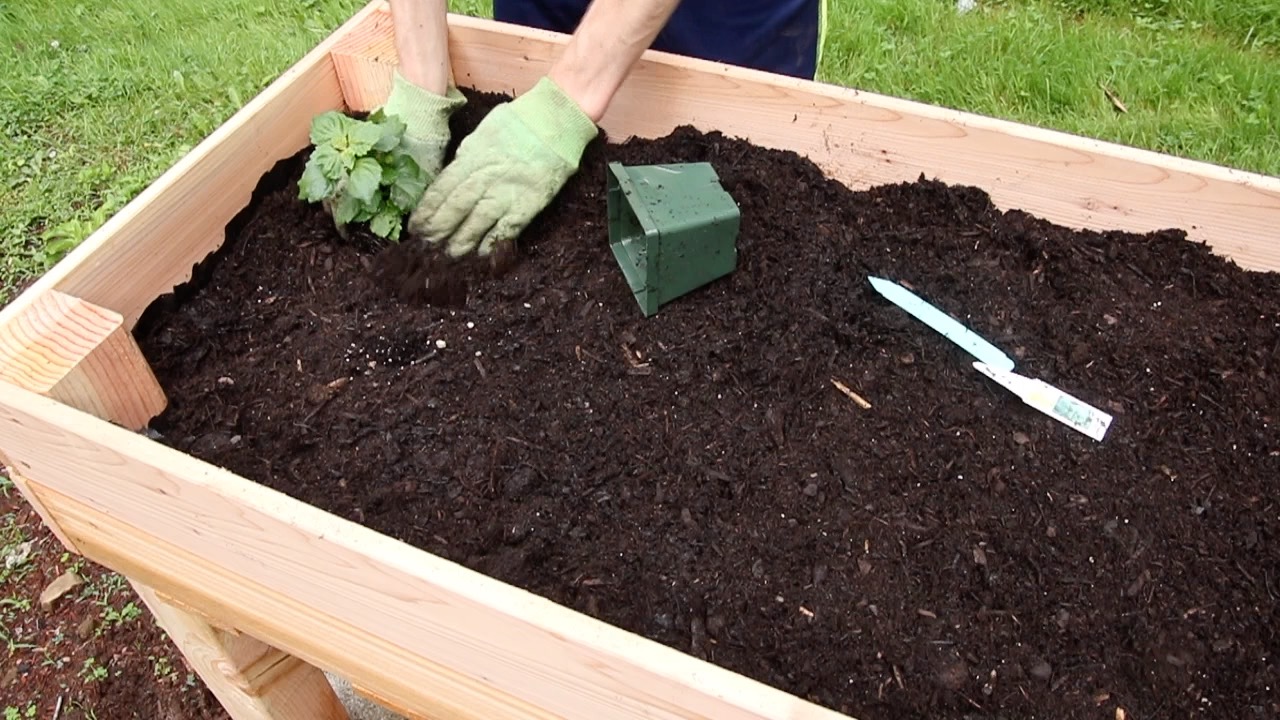 Lettuce Garden23.jpg