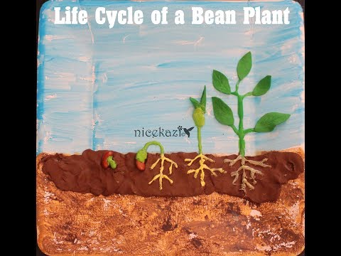 Life cycle of a bean plant: Kids science project for school