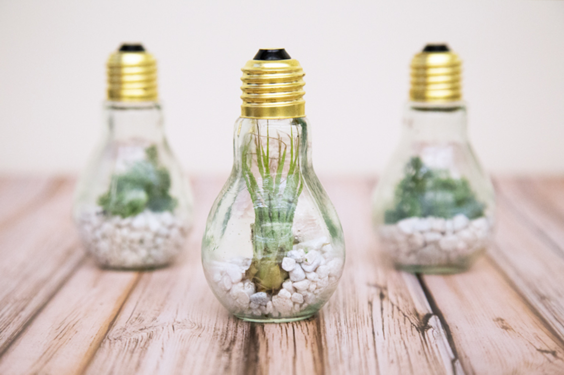 Light-Bulb-Terrarium- (1).jpg