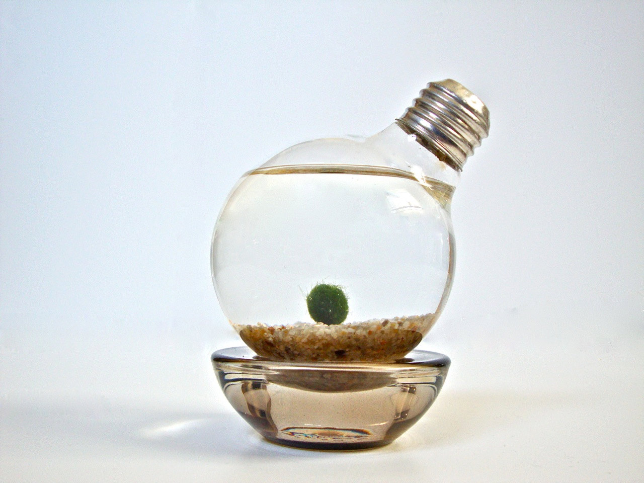 Light-Bulb-Terrarium- (7).jpg