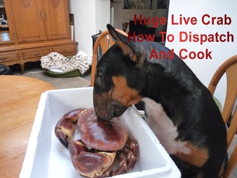 Live Crab How To Kill Instantly and Humanely Cooking Dressing and Eating