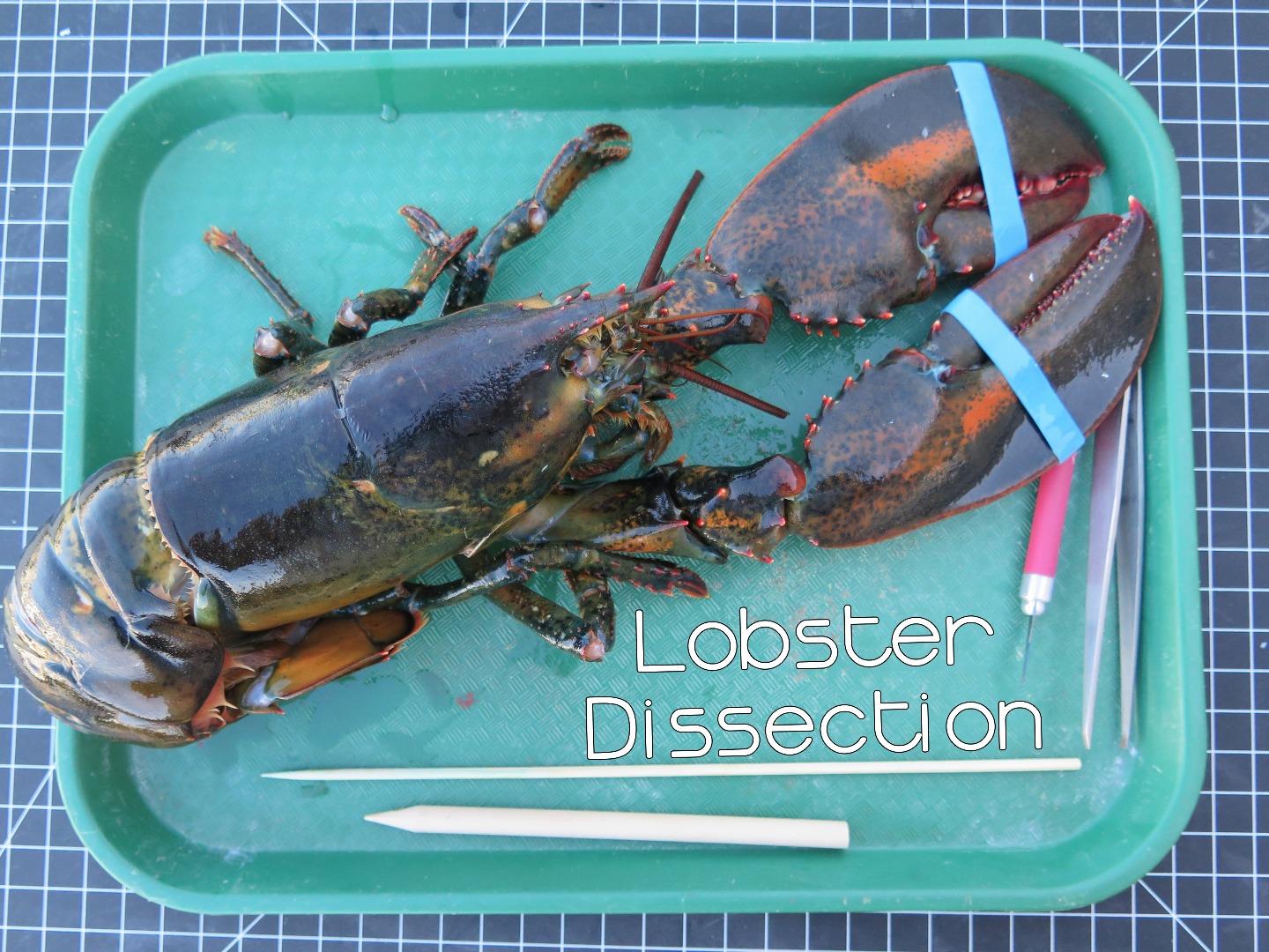 LobsterDissectionTITLEUSE.jpg