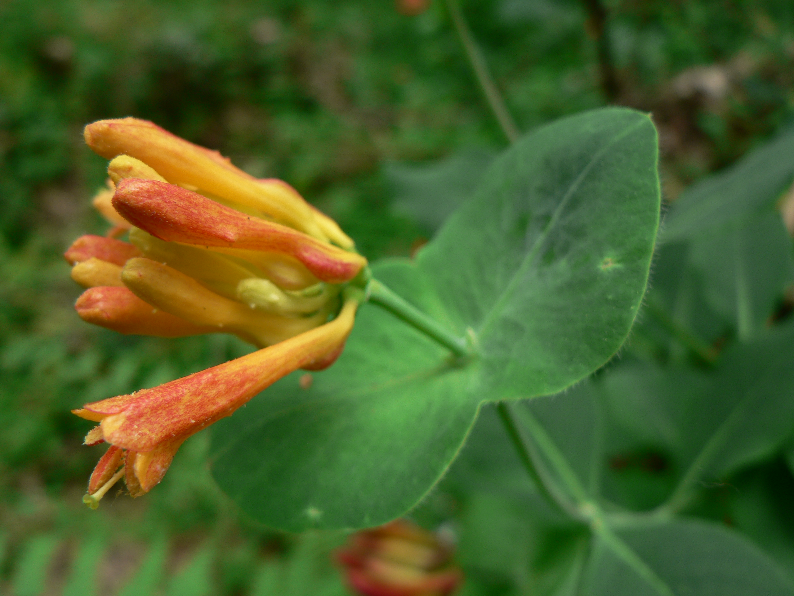 Lonicera_ciliosa_10769.JPG