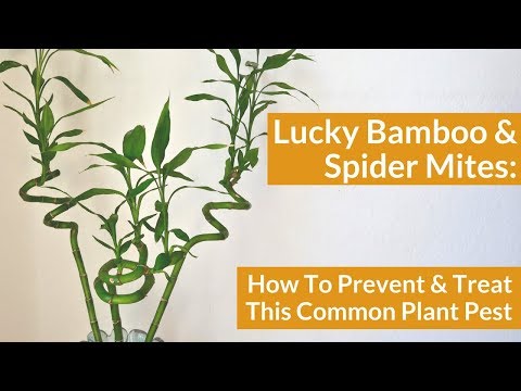 Lucky Bamboo &amp;amp; Spider Mites: 1 Reason The Leaves Could Be Pale &amp;amp; Yellow.