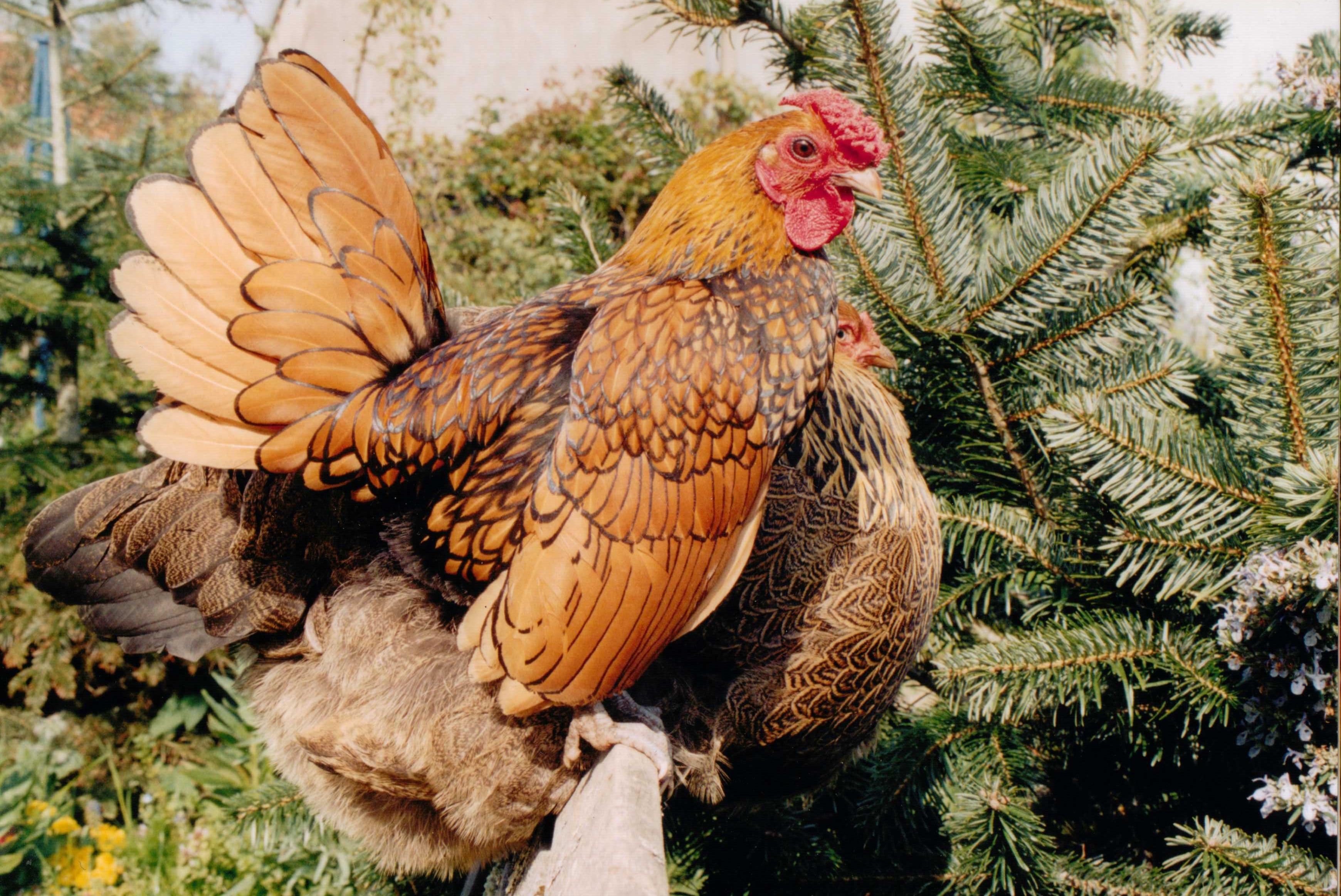 Lucy and Orlando perching.jpg