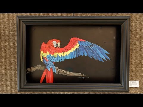 Macaw