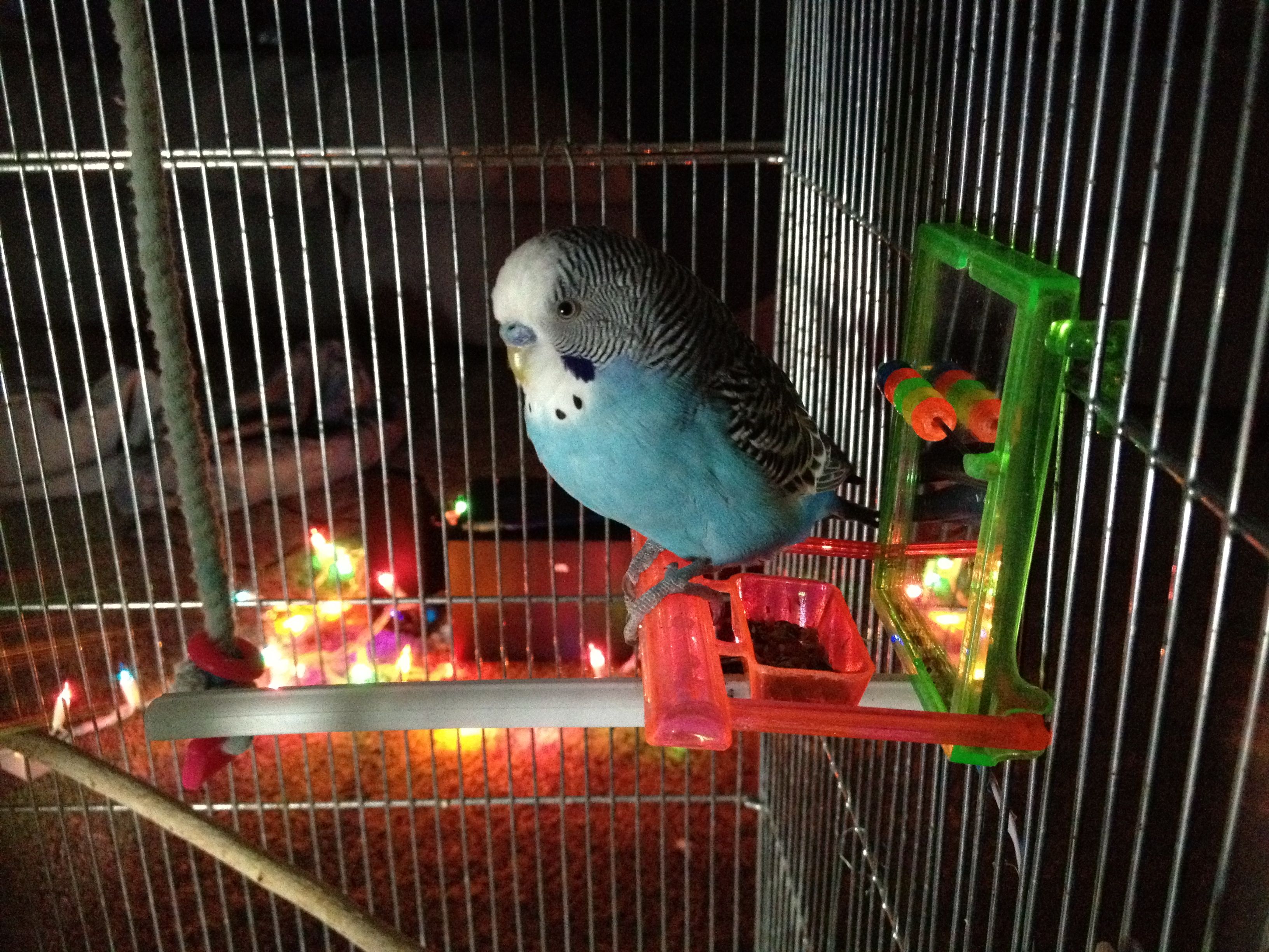 Main pic PARAKEET.jpg