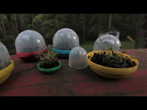 Make A Terrarium Using Vending Machine Plastic Capsules