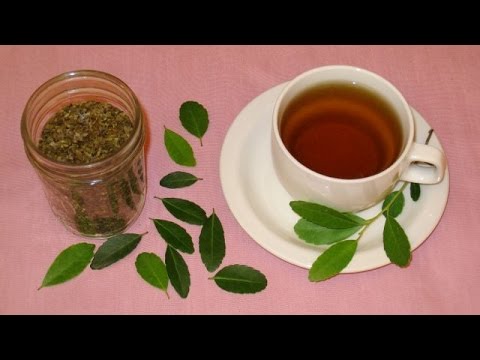 Make Tea from Scratch at Home. Harvest, Roast and Brew Yaupon Tea