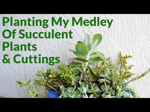 Making Gardening Easier: Planting My Medley of Succulent Plants &amp;amp; Cuttings