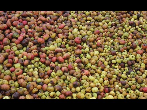 Making Organic Farm Cider in Normandie. Fabrication du cidre bio. Elaboraci&amp;oacute;n de la sidra org&amp;aacute;nica