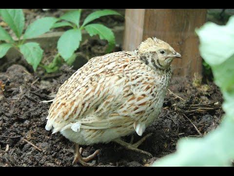 Making a safe nesting &amp;amp; brooding area for organic coturnix quail. H&aacute;bitat de anidaci&oacute;n codornices