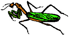 Mantis.jpg