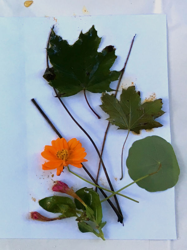 Maple leaf, Nasturtium bloom and leaf and Black Walnut stems for eco printing.jpg