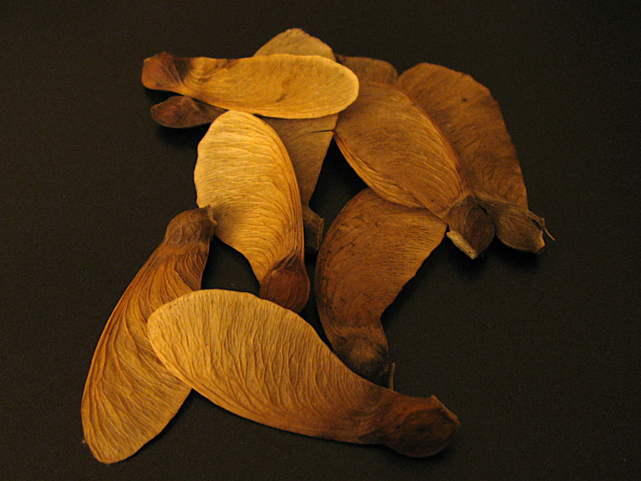 Maple_seeds_2.jpg