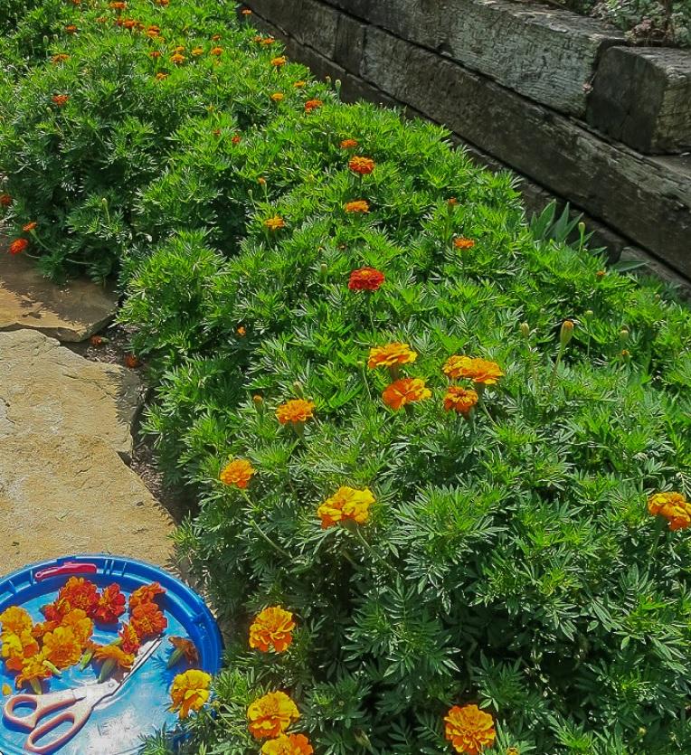 Marigold garden.jpg