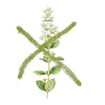 Marjoram no.GIF