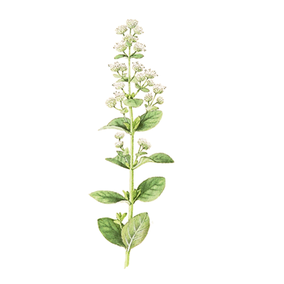 Marjoram.gif