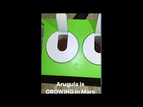 Mars Simulant Soil - Germinating Arugula