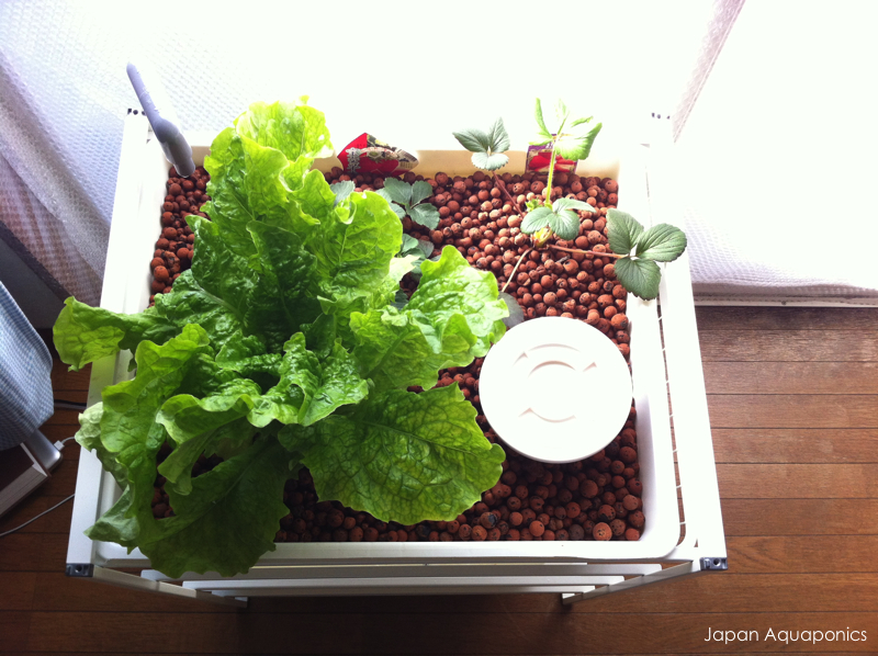 Micro Aquaponics Model 4 - 36.jpeg