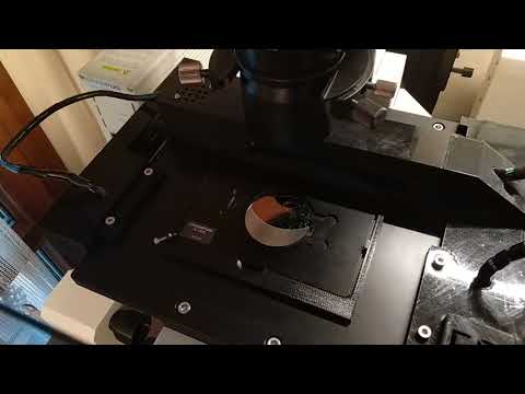 Microscope DIY motorized stage for Olympus IX50