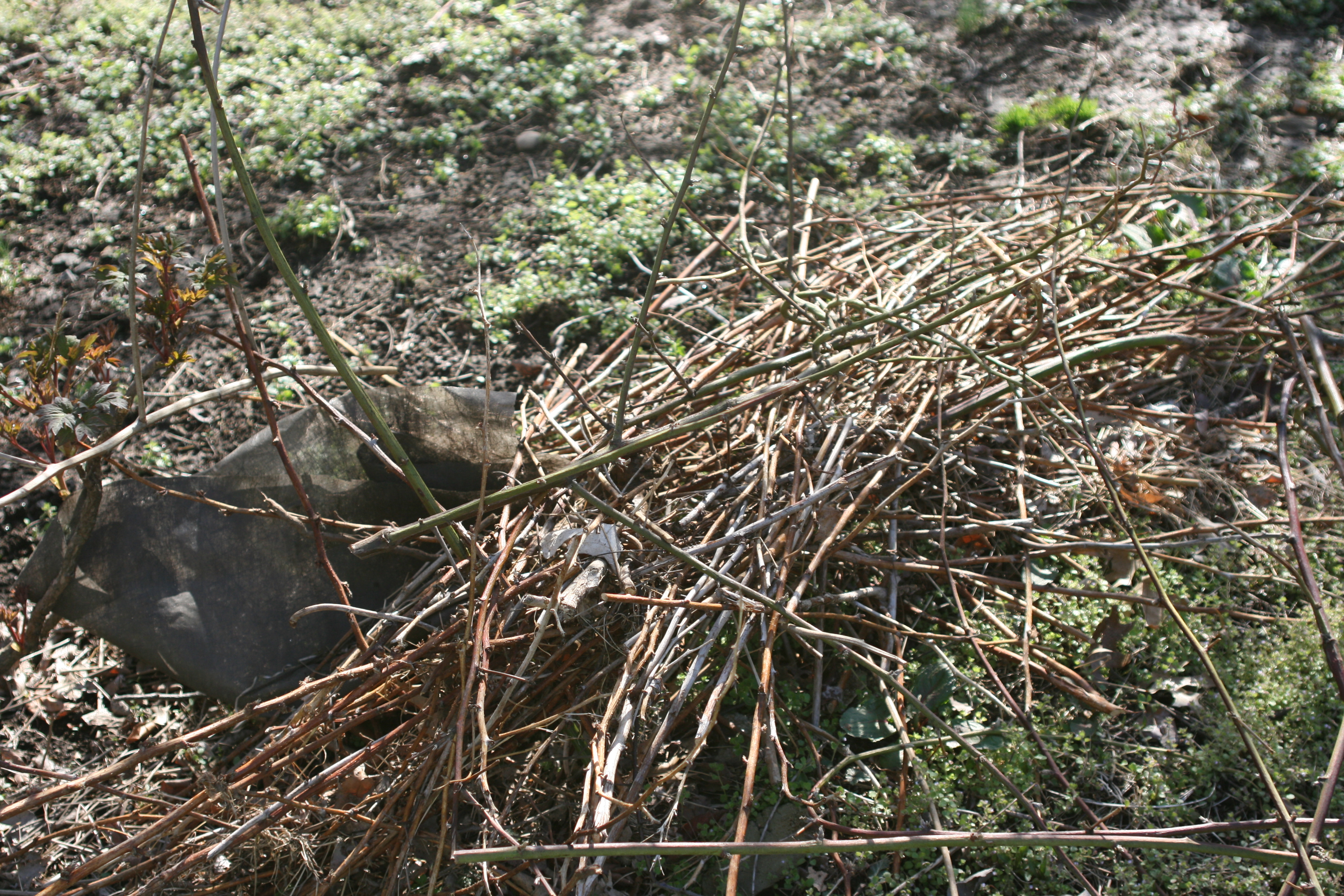 Mini Wooden Compost Bin 011.jpg