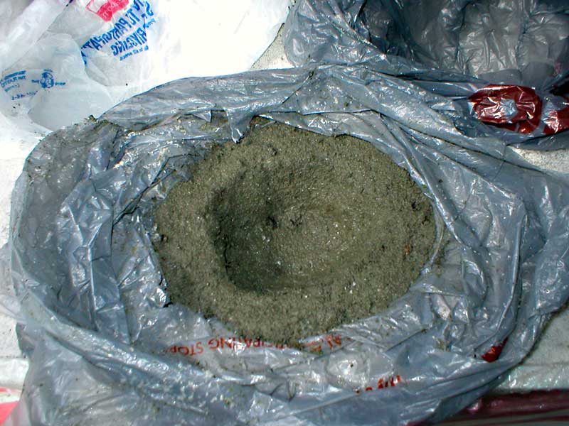 Mold3.jpg