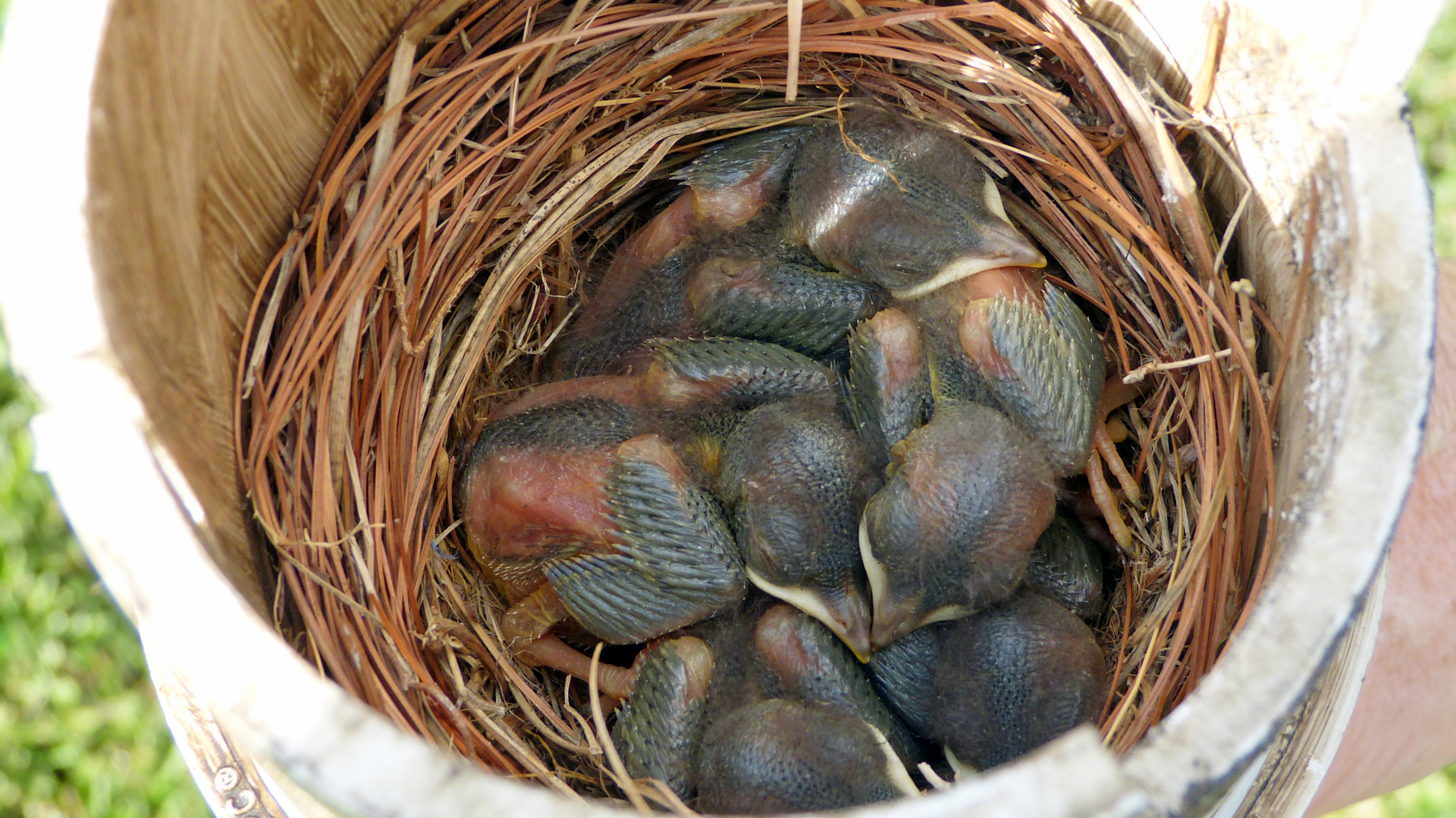 Moose PVC Nest Box (12).jpg