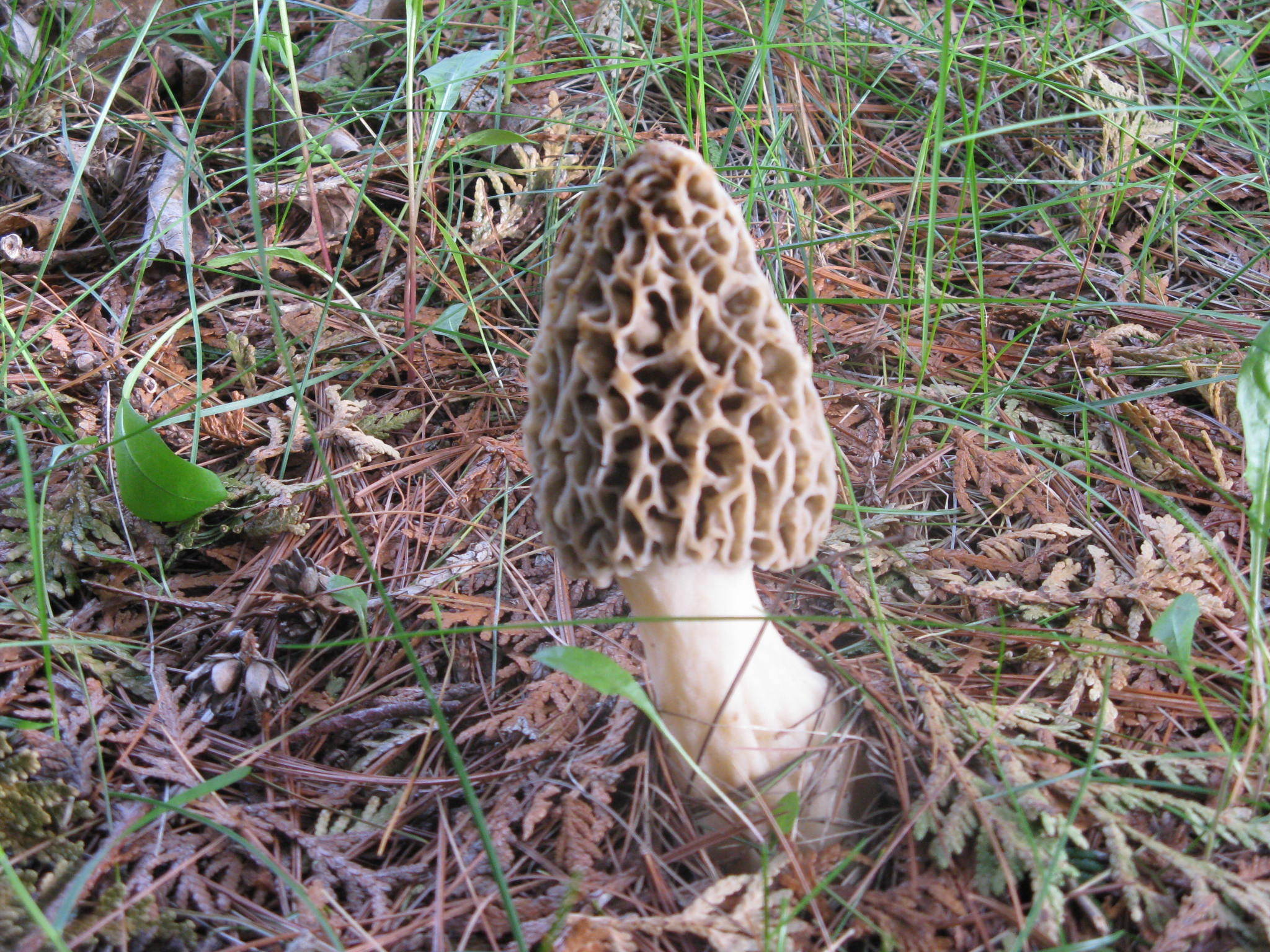 Morel 1.JPG