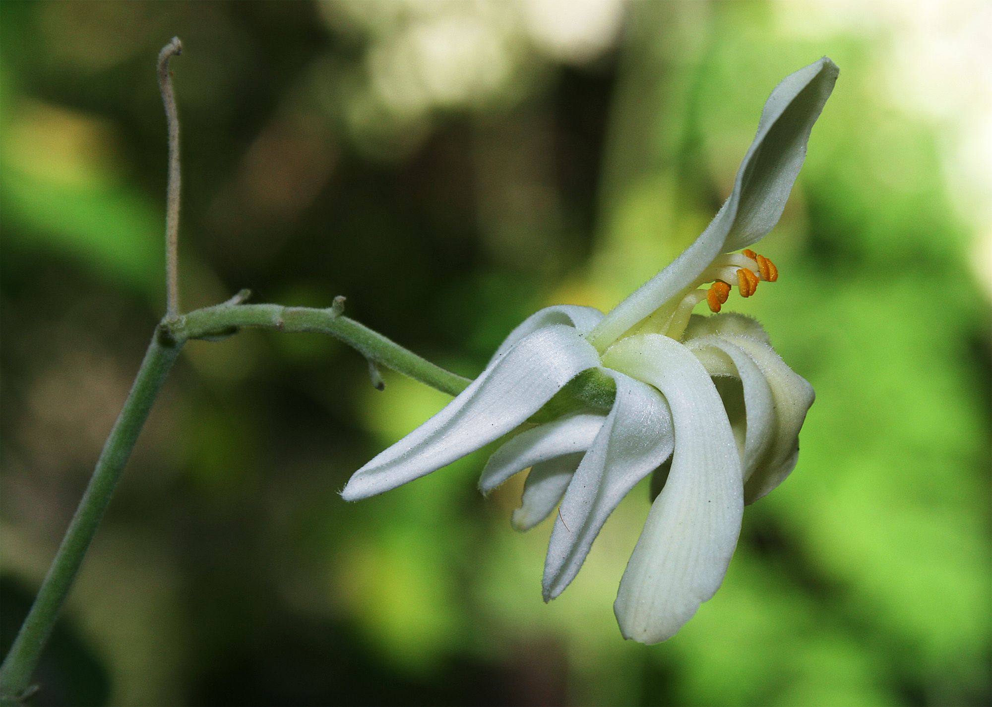 Moringa_oleifera_flower_edit.jpg