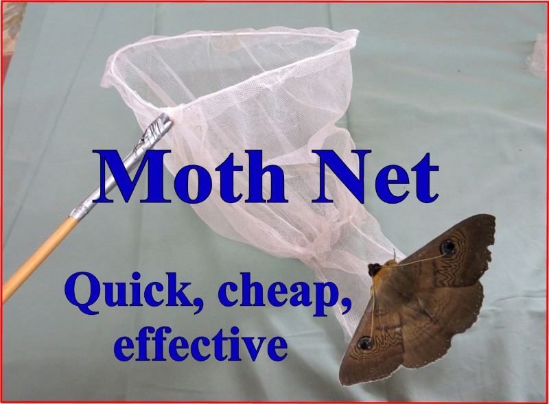 Moth net pic title 3 _sd.jpg