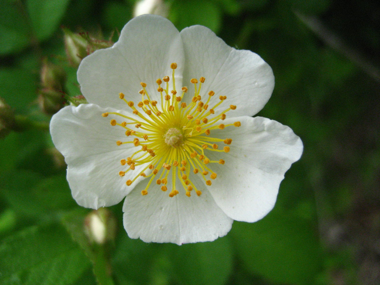 Multiflora Rose