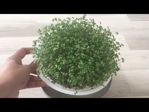 Mustard_Microgreen