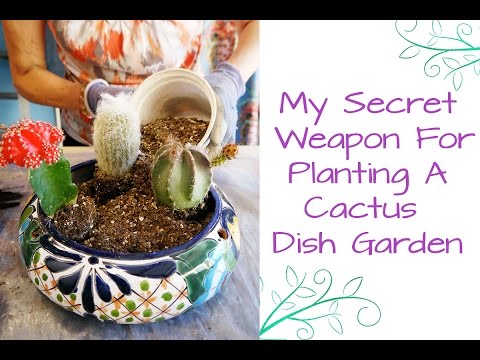 My Secret Weapon For Planting A Cactus Dish Garden