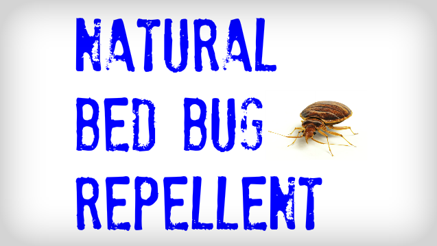 Natural Bed Bug Repellent.png