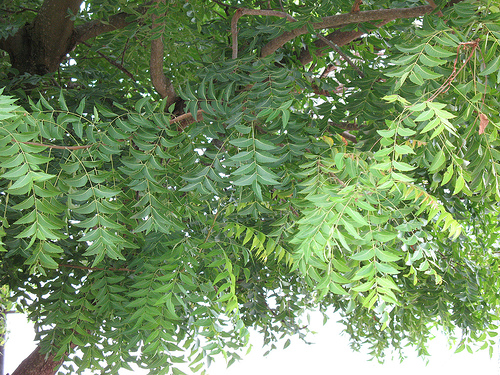 Neem.jpg