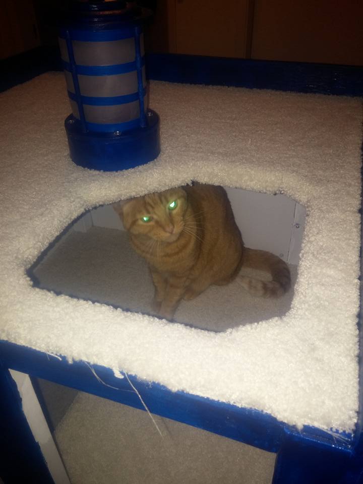 Neighbour Cat looking out roof hole.jpg