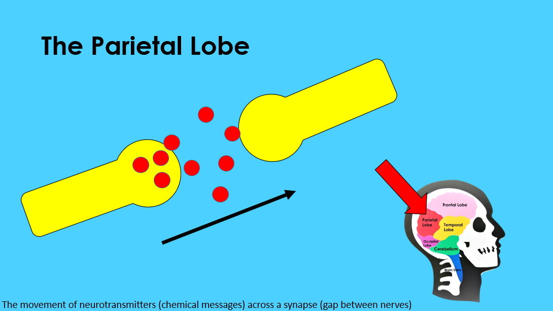 Neurotransmitters across a Synapse.png